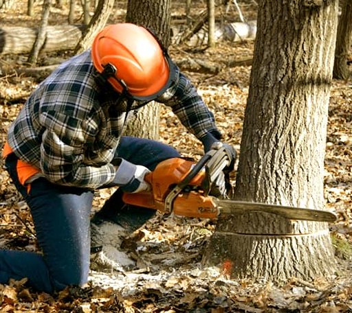 Tree Removal in Ellettsville, IN
